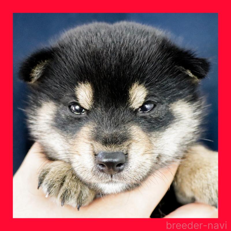 販売中の愛知県の柴犬-410462の1枚目